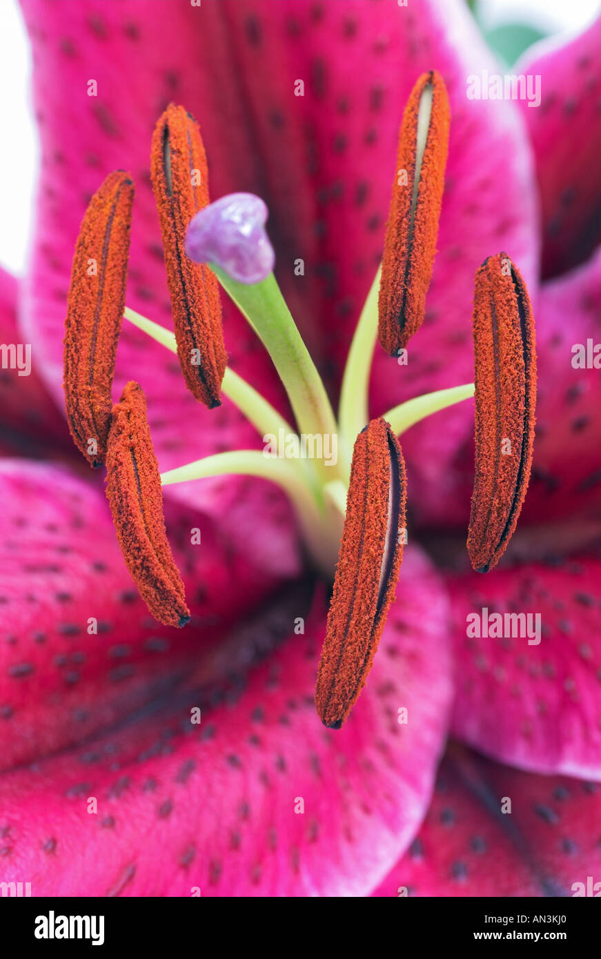 Stargazer Lily flower showing stamens and anthers Stock Photo Alamy