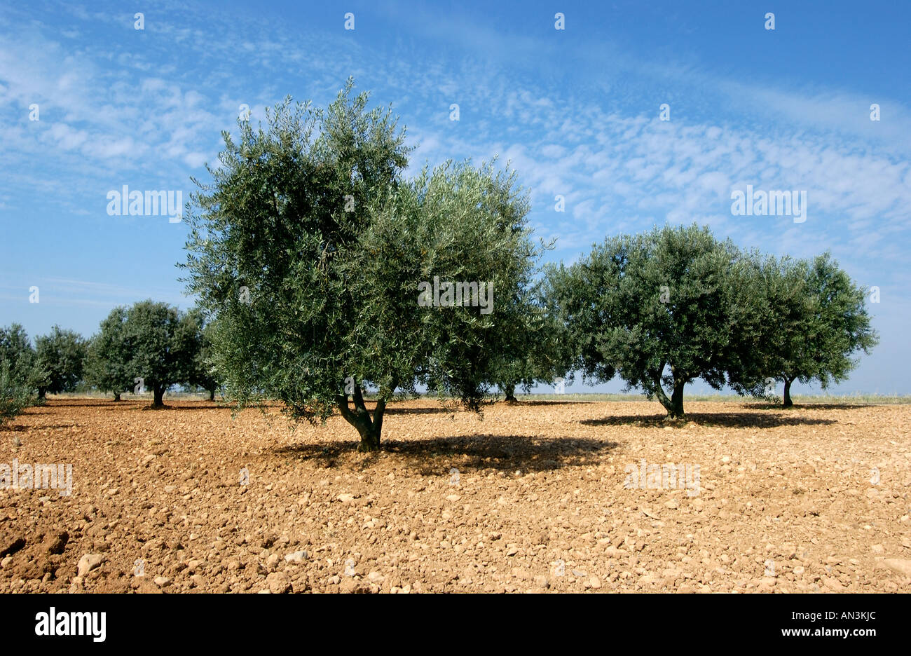 Olive trees in Provence, France, Europe Stock Photo