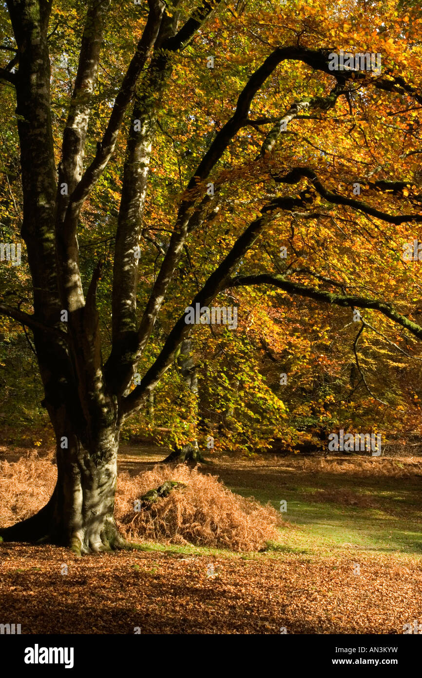 Beechtree branches hi-res stock photography and images - Alamy