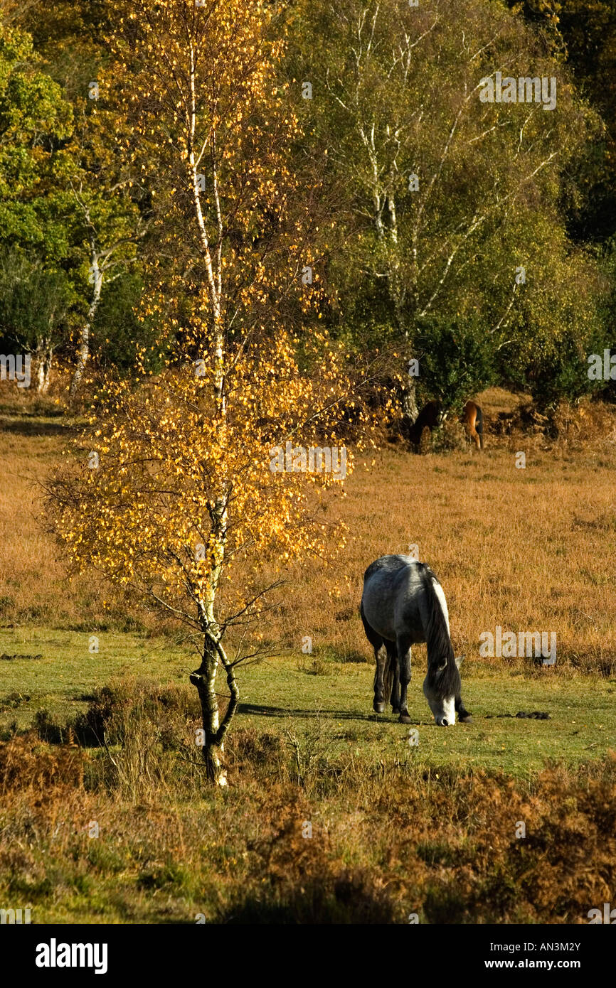 Pony Grazing in The New Forest National Park, Hampshire, UK Stock Photo
