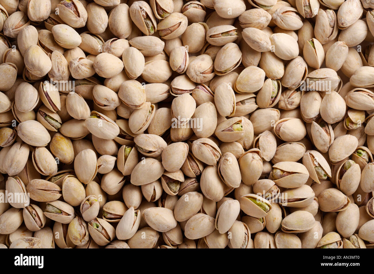 pistachio nut family