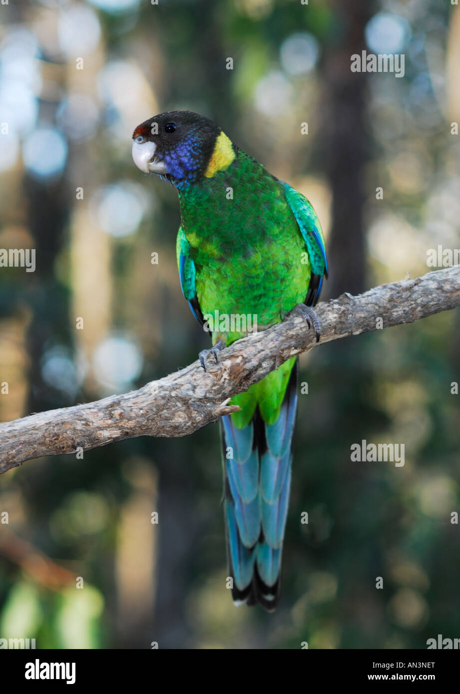 A Twenty Eight Parrot, a variant of the Port Lincoln Ringneck Parrot. Stock Photo
