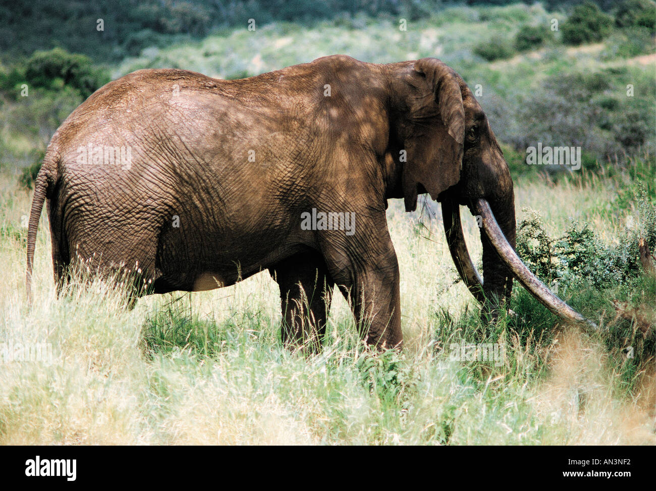 Famous male elephant Ahmed Marsabit mountain northern Kenya East Africa