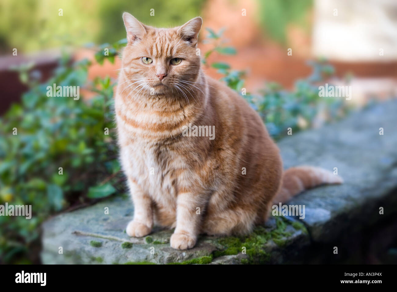 Overweight ginger cat Stock Photo Alamy