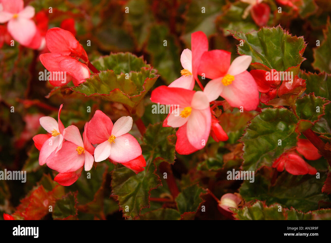 Close up of red Pink begonia begonias flower flowers plant plants Stock Photo
