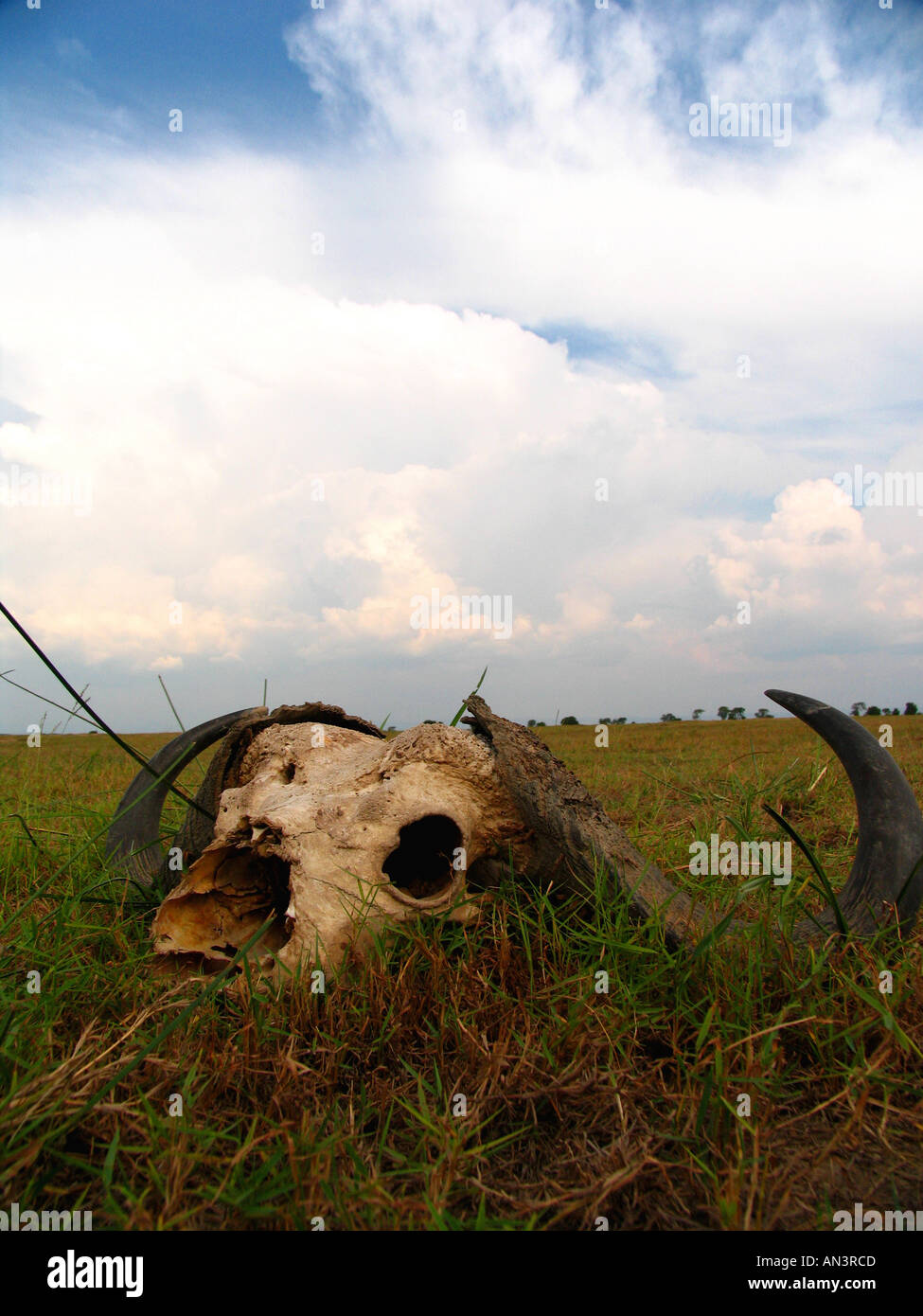 Buffalo skull, Syncerus caffer Edward Flats Stock Photo