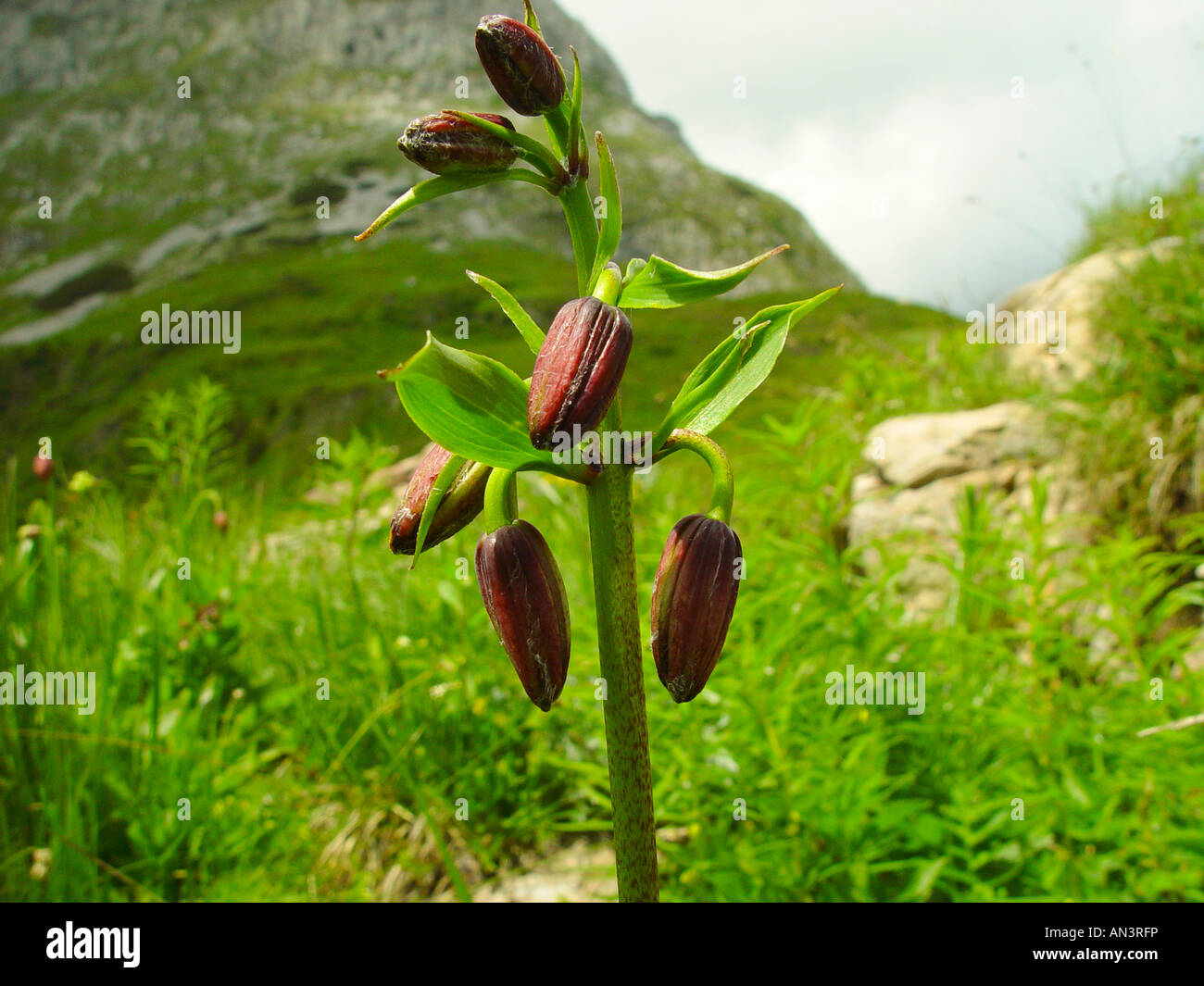 Lilium martagon, lis martagon, Giglio martagone, Turk s cap lily Eurasian lily, Türkenbund Stock Photo