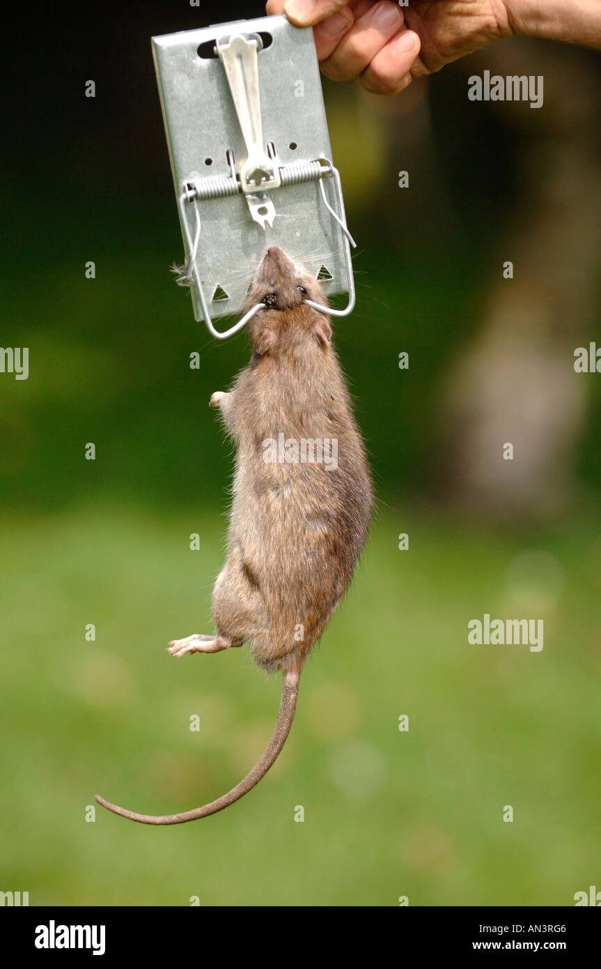 Rat catcher hi-res stock photography and images - Alamy