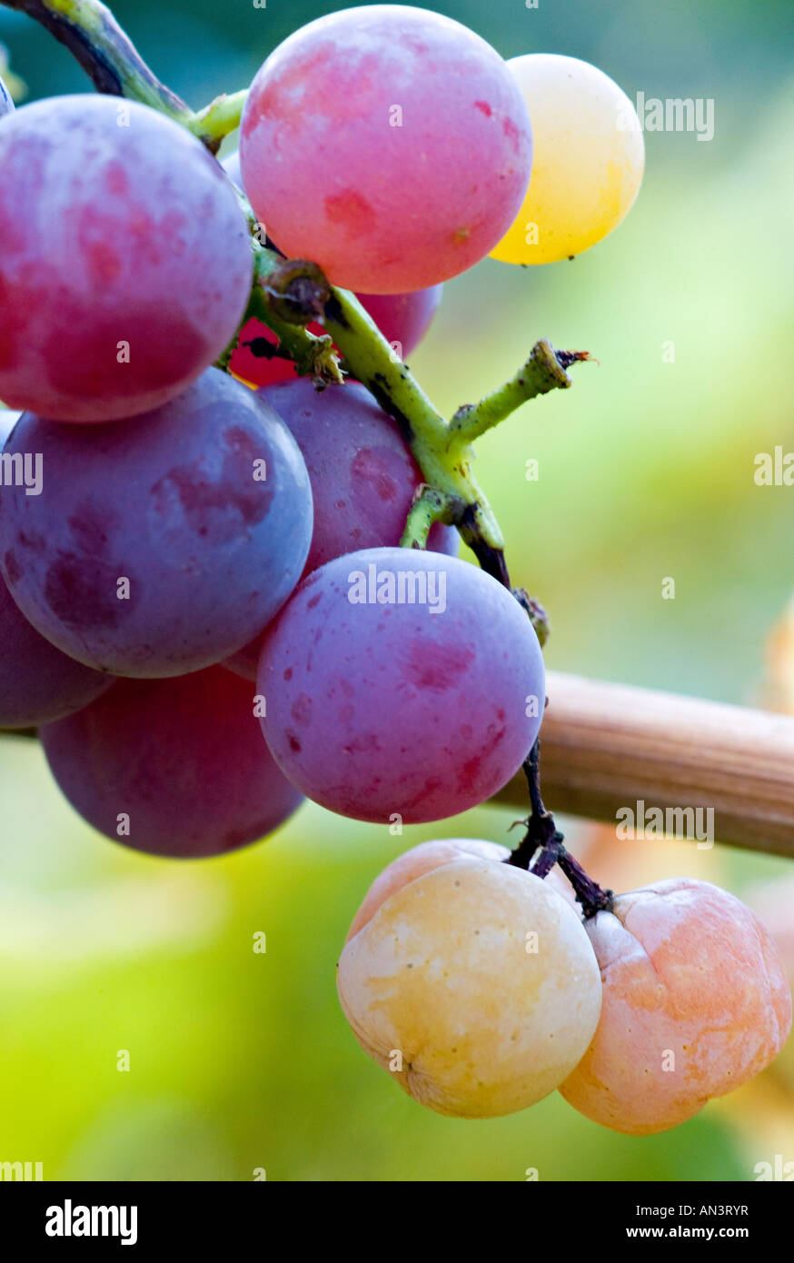 NEW YORK KEUKA Finger Lakes Wine District of New York State winery with