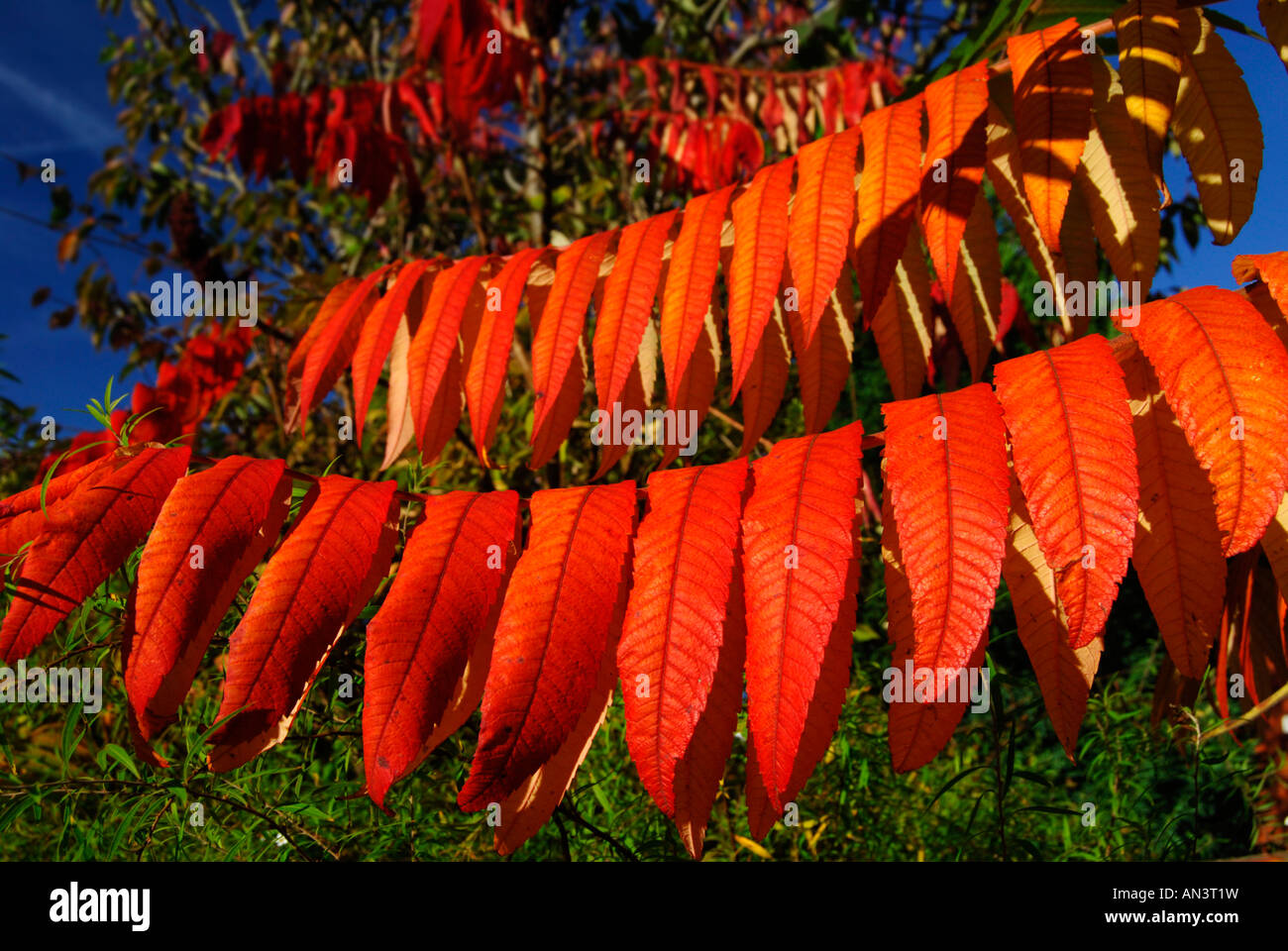 Red leaves of Stagshorn Rhus Typhinus tree Stock Photo