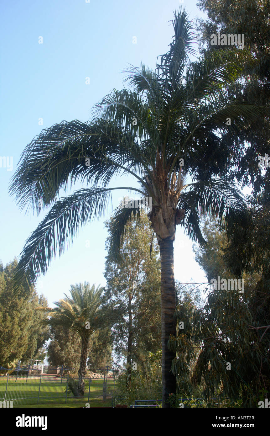 Syagrus romanzoffiana Queen Palm AKA Cocos plumosa Stock Photo