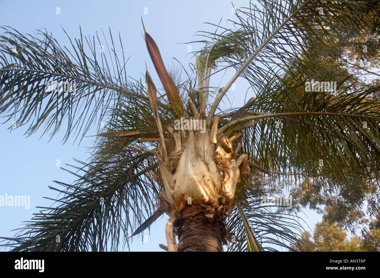 Syagrus romanzoffiana Queen Palm AKA Cocos plumosa Stock Photo