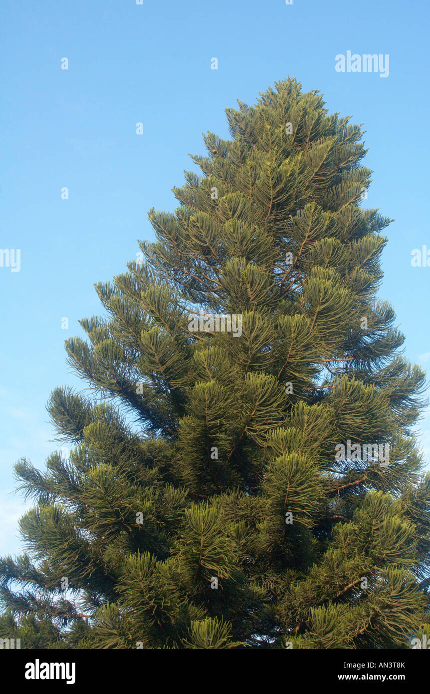 Norfolk Island Pine Araucaria heterophylla AKA Araucaria excelsa Stock Photo
