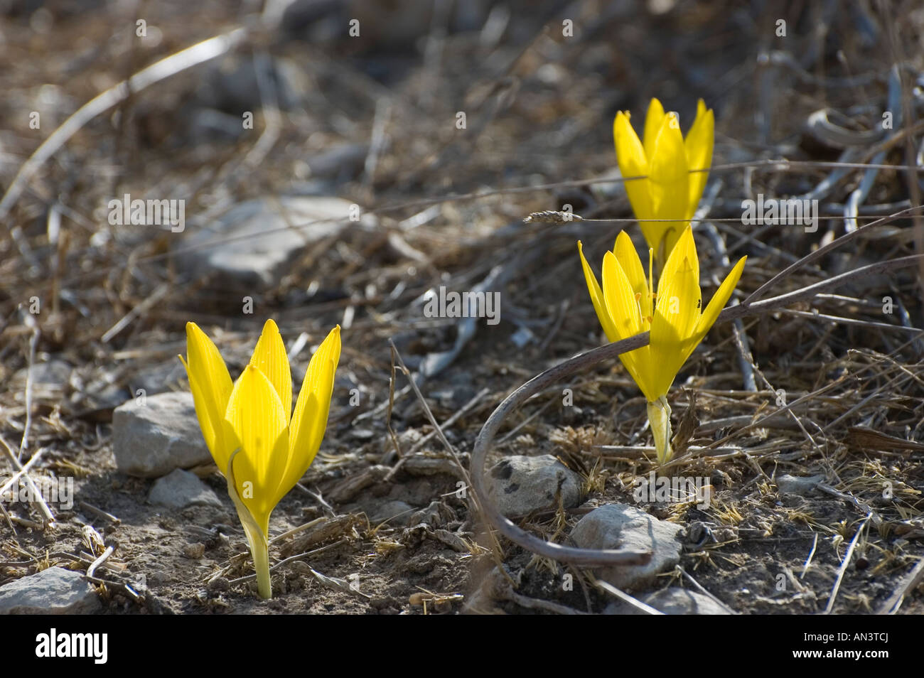Israel Negev desert Sternbergia clusiana Fall Daffodil Stock Photo