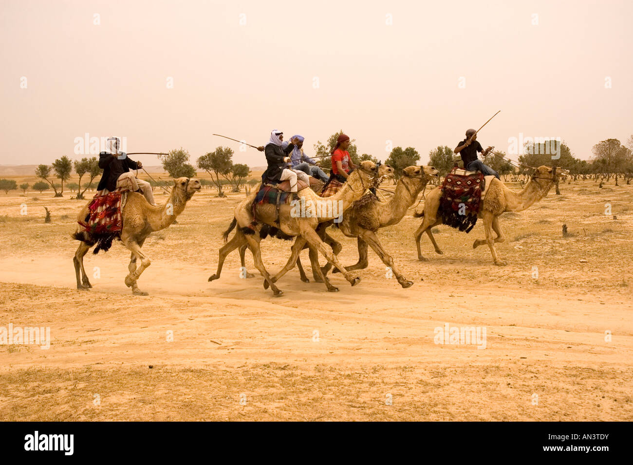 Israel Negev Beduin Camel racing in the desert Stock Photo - Alamy