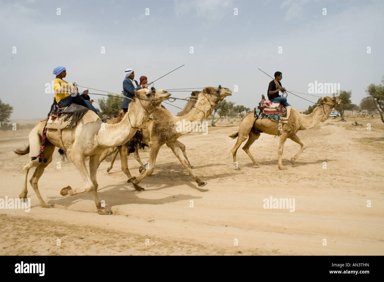 Israel Negev Beduin Camel racing in the desert Stock Photo - Alamy