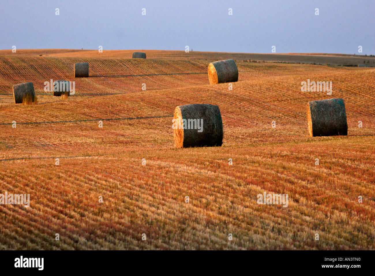 Straw bales in a stubble field Stock Photo - Alamy
