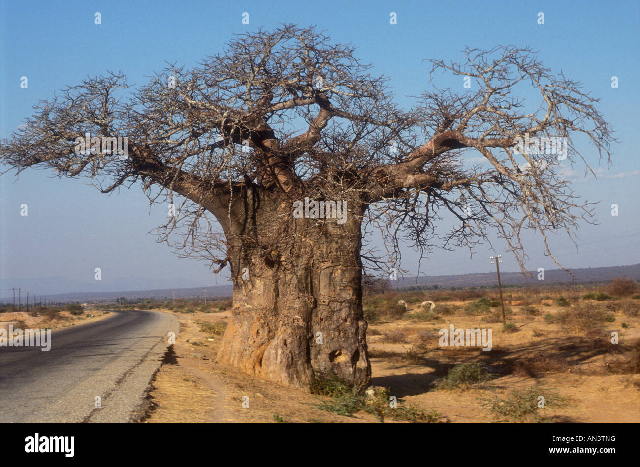 Baobab tree near Dodoma, Tanzania. Stock Photo