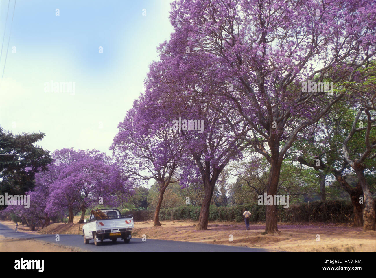 Jacaranda trees in Arusha, Tanzania. Stock Photo