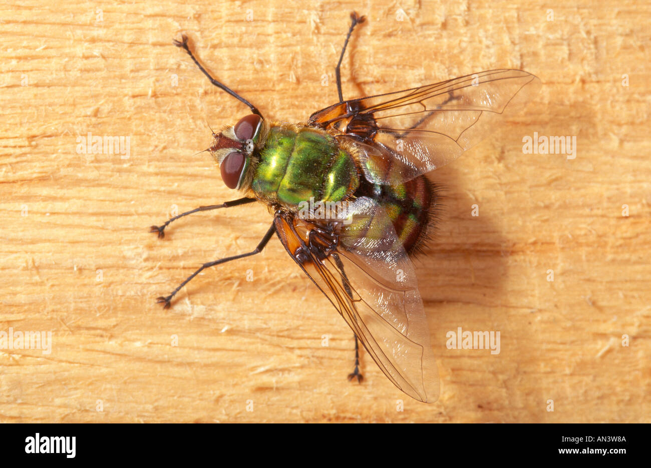 Australia macro insect parasite rutilia diptera tachinidae hi-res stock ...