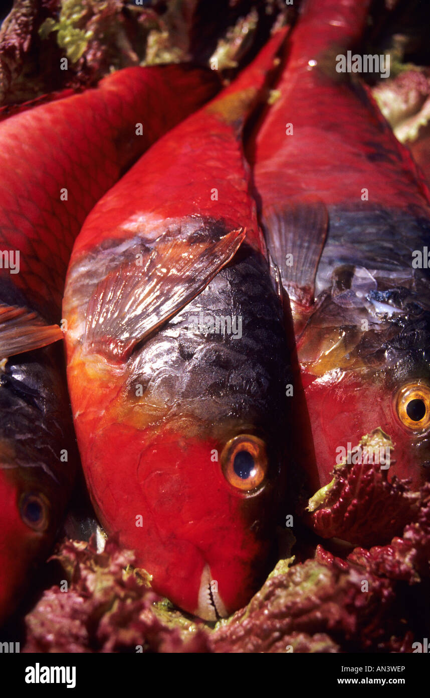 Vieja fish TENERIFE ISLAND Canary Islands SPAIN Stock Photo