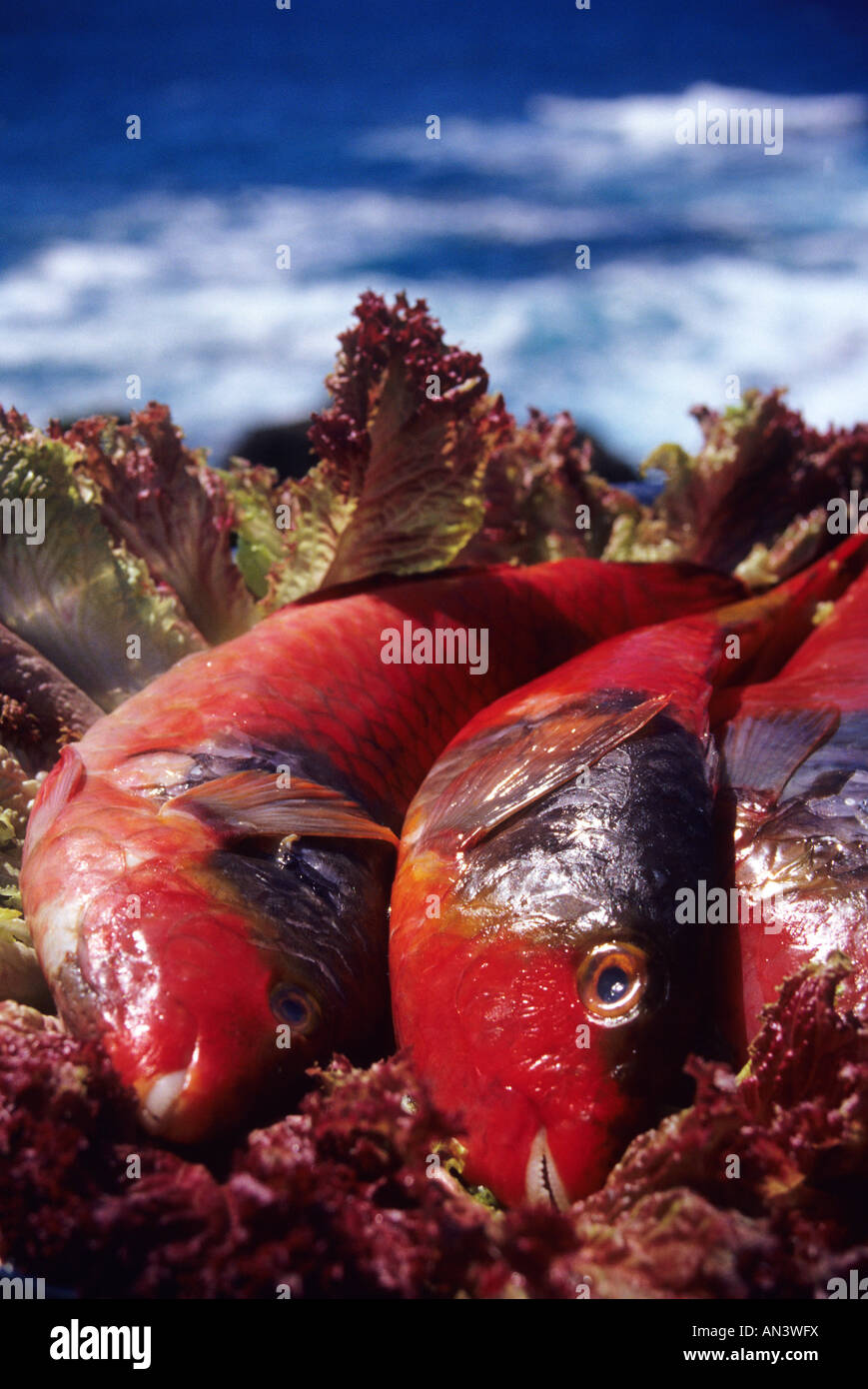 Vieja fish TENERIFE ISLAND Canary Islands SPAIN Stock Photo