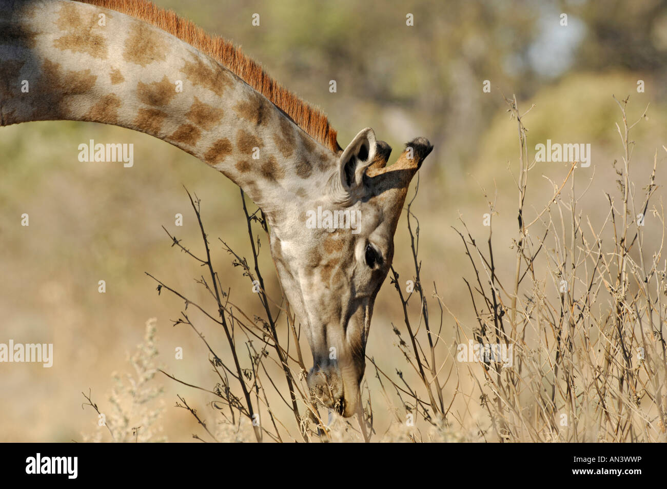 Image of a southern giraffe (Giraffa camelopardalis) feeding on an acacia bush, Okavango Delta, Botswana Stock Photo