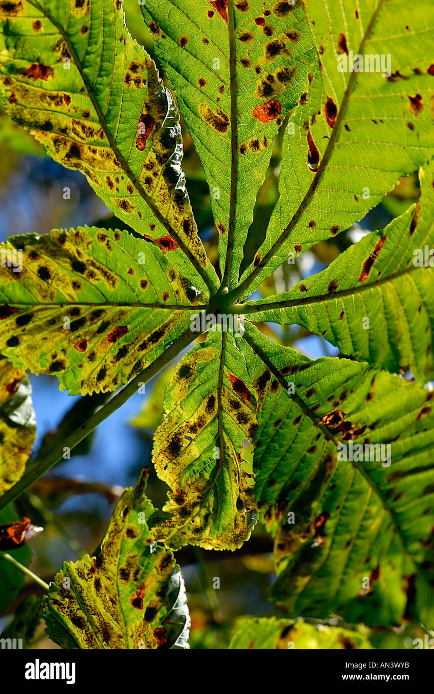 A Horse Chestnut leaf showing the damage caused by the leaf mining moth which is