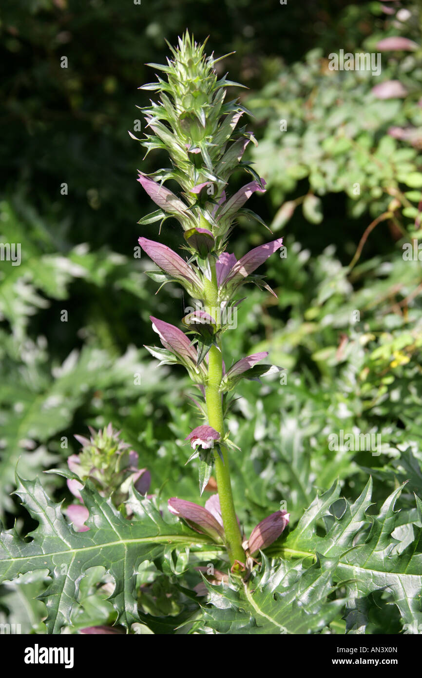 Bears Breeches, Acanthus spinosus spinosissimus, Acanthaceae. Stock Photo