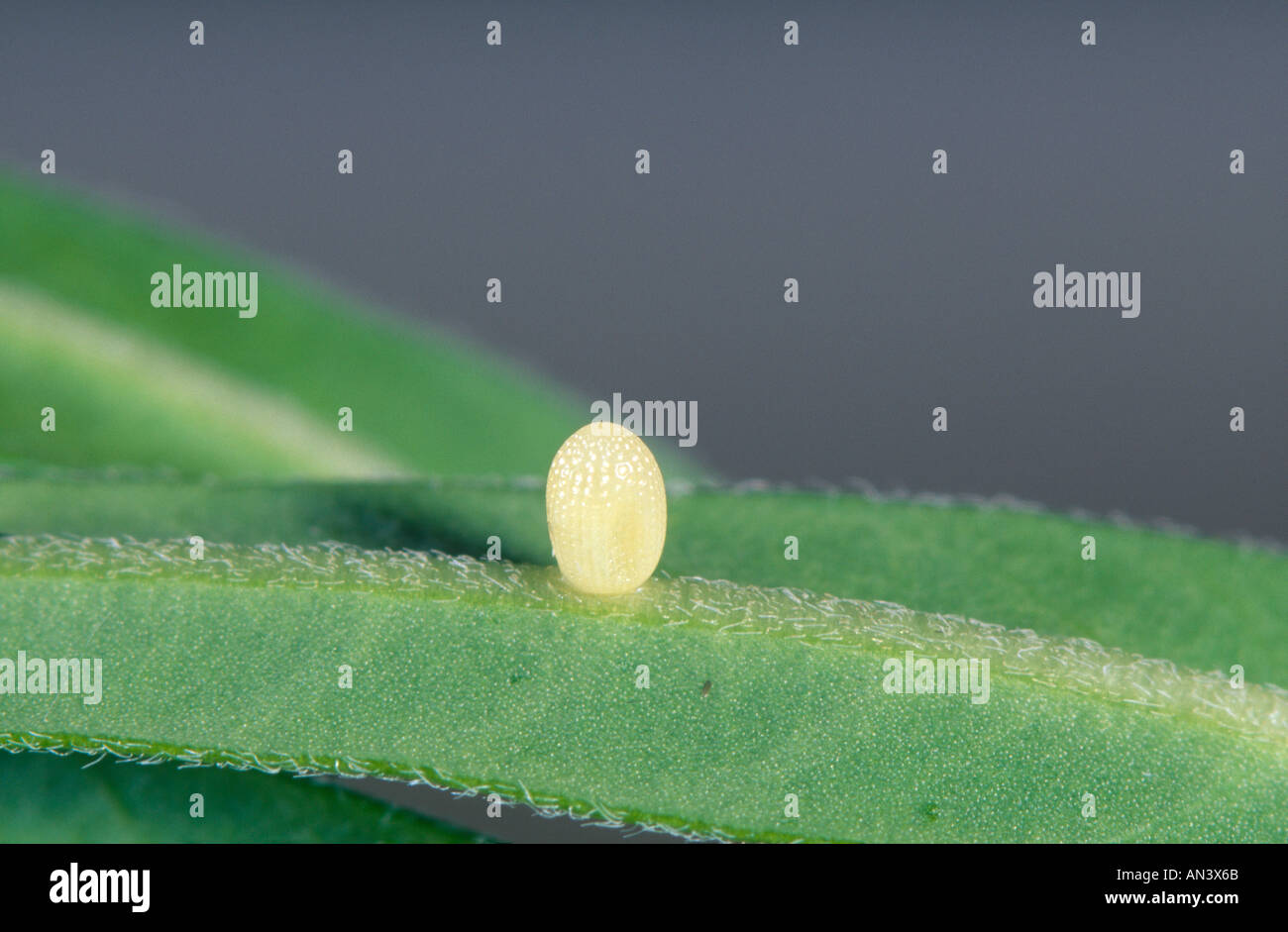 Monarch butterfly egg Stock Photo