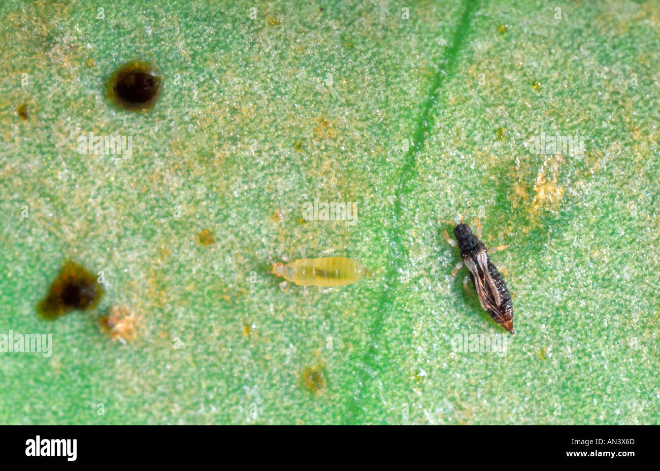 Greenhouse thrips adult and larva Stock Photo