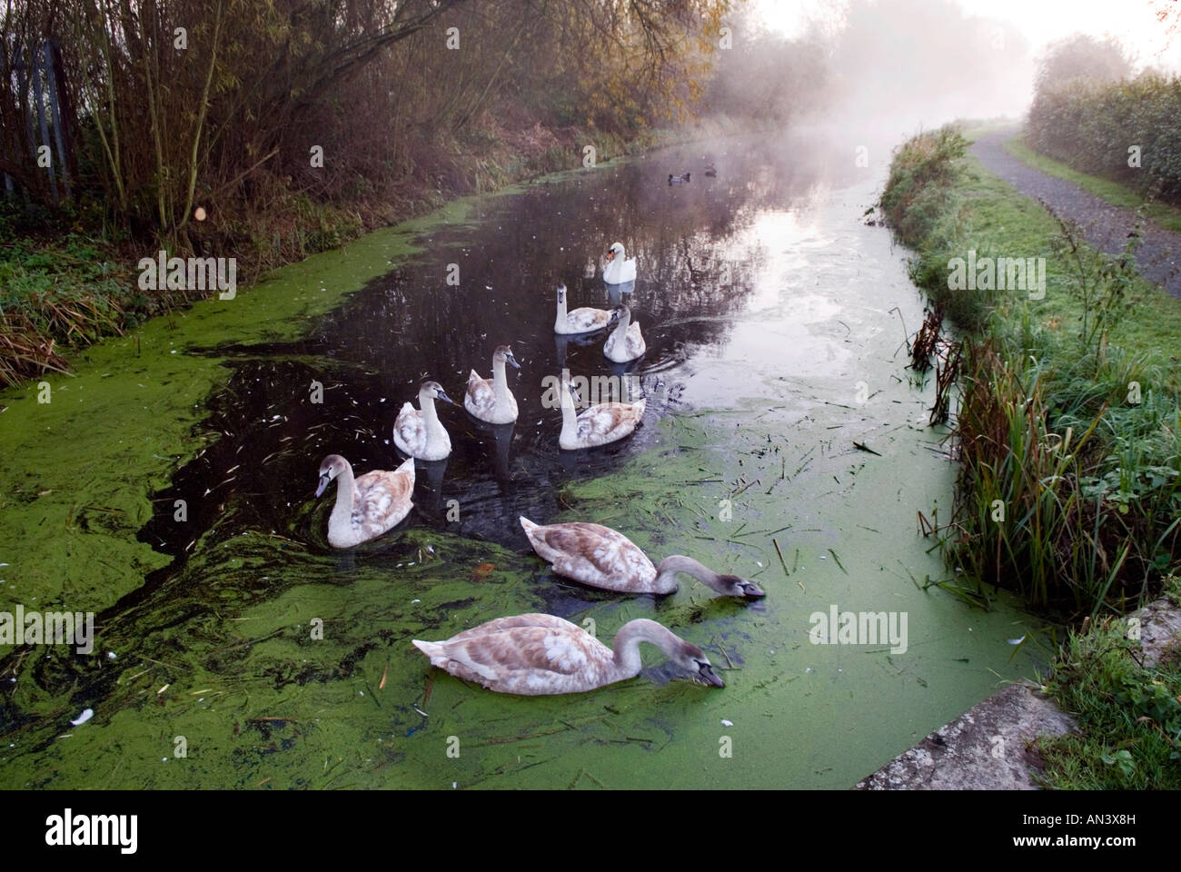 Swans on old Canal, in Autumn morning mist, Newport, Shropshre, UK Stock Photo