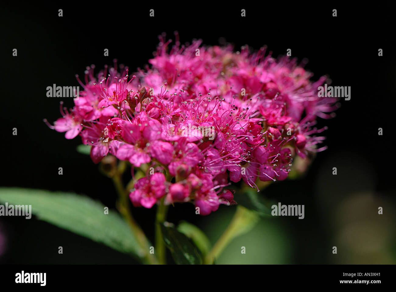 Spiraea japonica Stock Photo