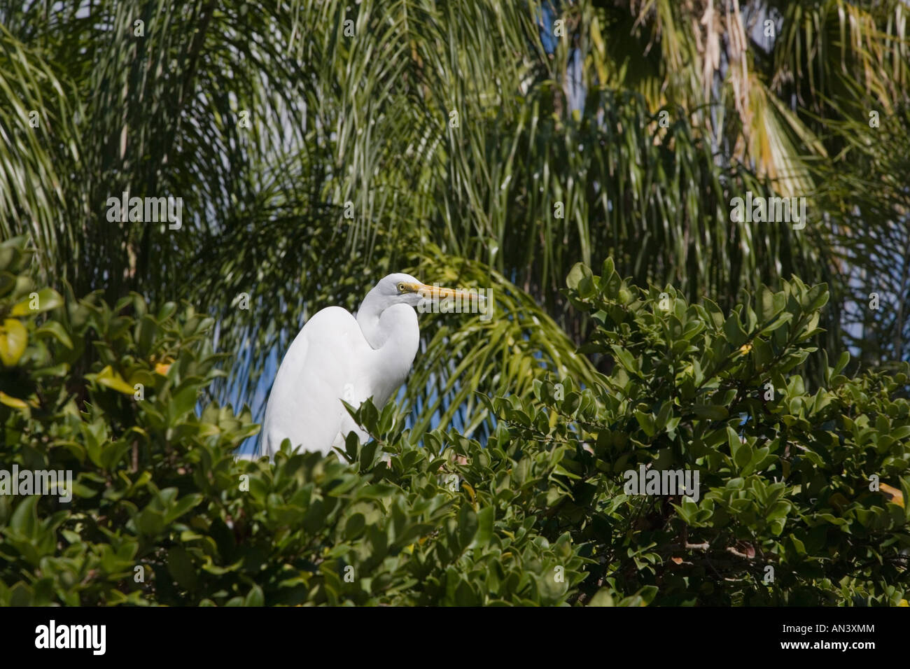 Great American Egret Ardea alba sitting in trees in Sarasota Florida Stock Photo