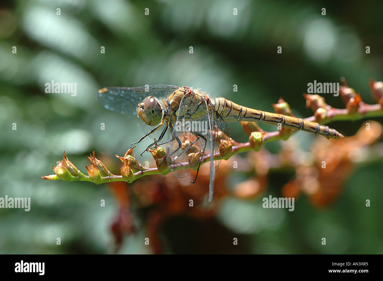 Dragonfly - brown hawker Stock Photo