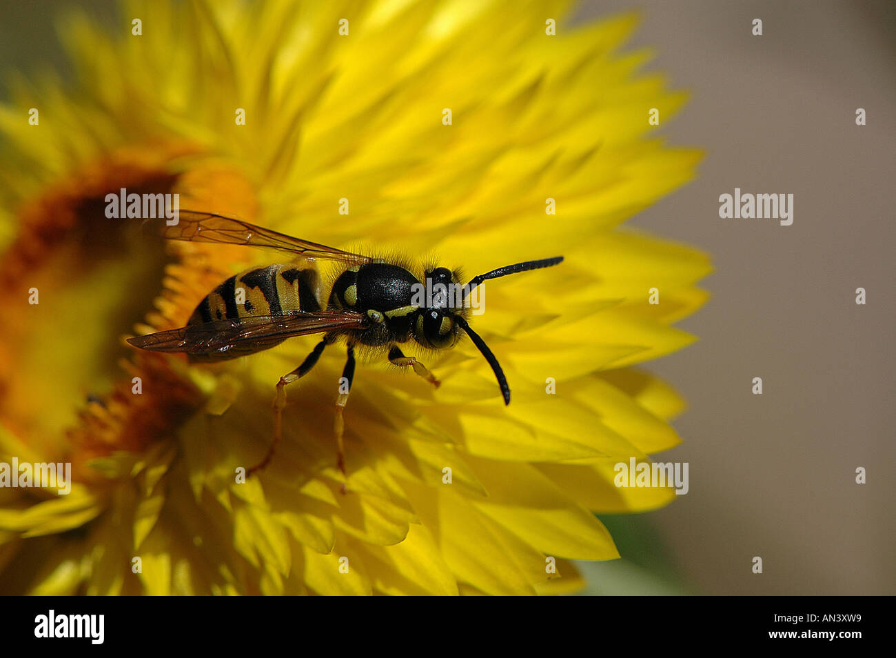Wasp on yellow strawflower Stock Photo