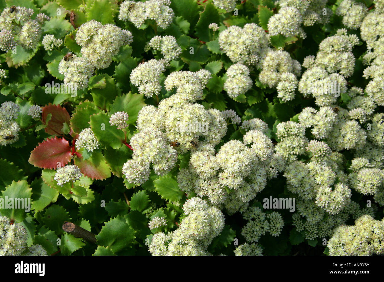 Sedum populifolium. Very Hardy Succulent Plant from Siberia Russia Stock Photo
