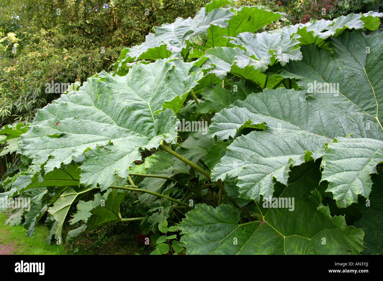 Giant Rhubarb Gunnera tinctoria Gunneraceae syn Gunnera chilensis Stock Photo