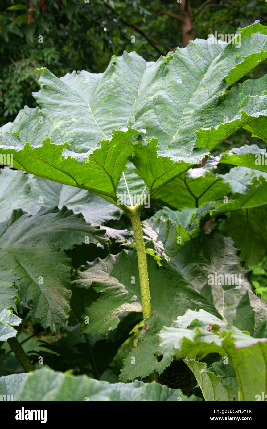 Giant Rhubarb Gunnera tinctoria Gunneraceae syn Gunnera chilensis Stock Photo