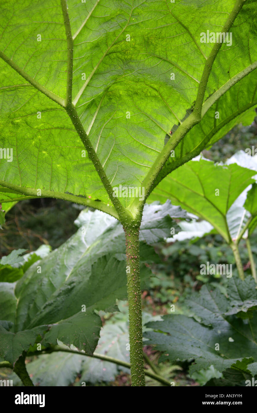 Giant Rhubarb Gunnera tinctoria Gunneraceae syn Gunnera chilensis Stock Photo