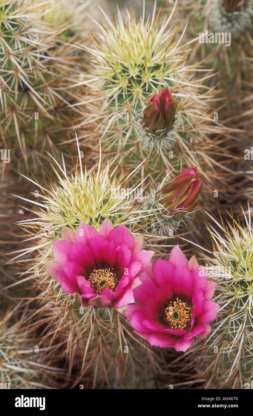 Engelmann Hedgehog Cactus in bloom Echinocereus engelmanii Anza Borrego Desert State Park California Stock Photo