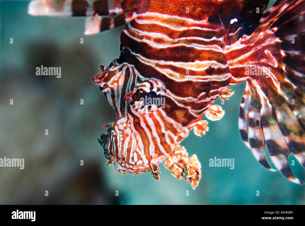 Lionfish Pterois volitans fish Stock Photo - Alamy