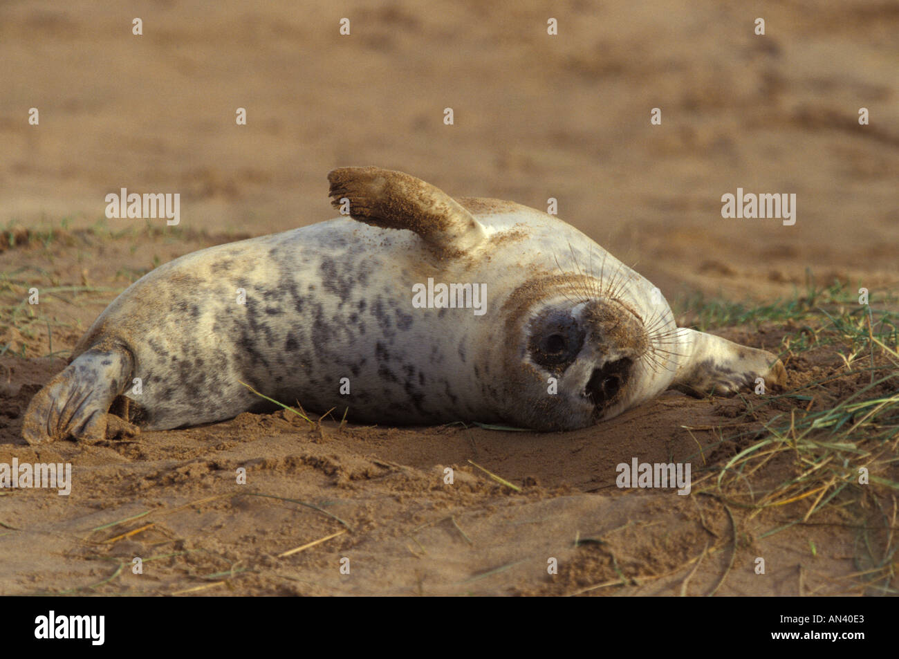 Atlantic Grey Seal Donna Nook Lancashire Stock Photo
