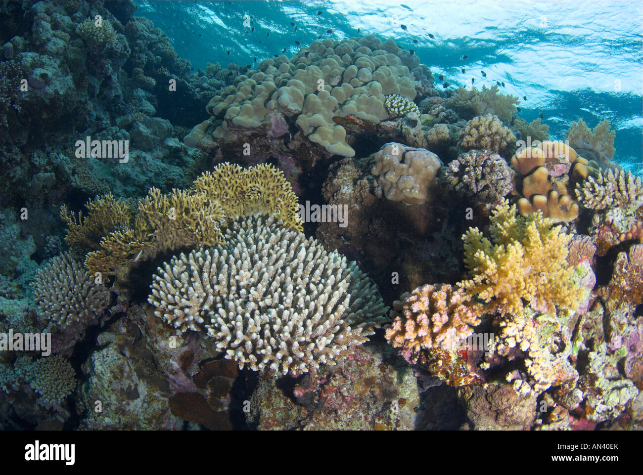Hard corals top of reef Red Sea reef Ras Mohammed National Park Stock Photo