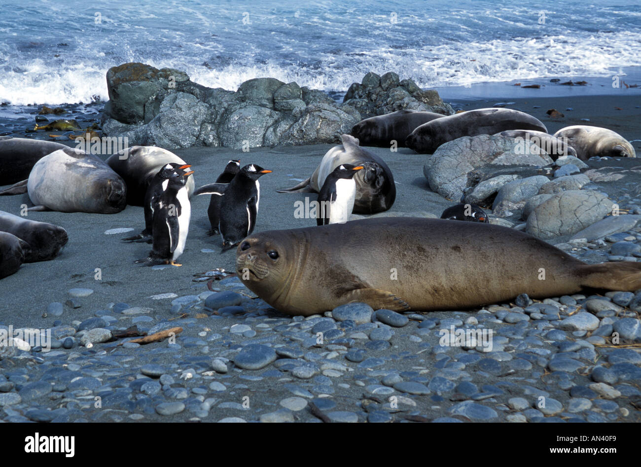 Southern Elephant Seal Sub Antarctic Australia Stock Photo - Alamy
