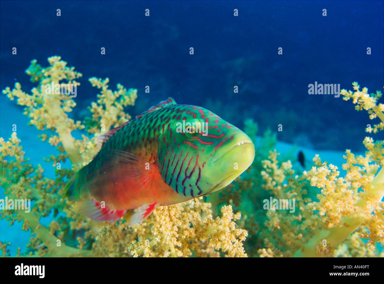 Cheeklined wrasse Oxycheilinus digramma fish in 'broccoli soft coral' Red Sea Stock Photo