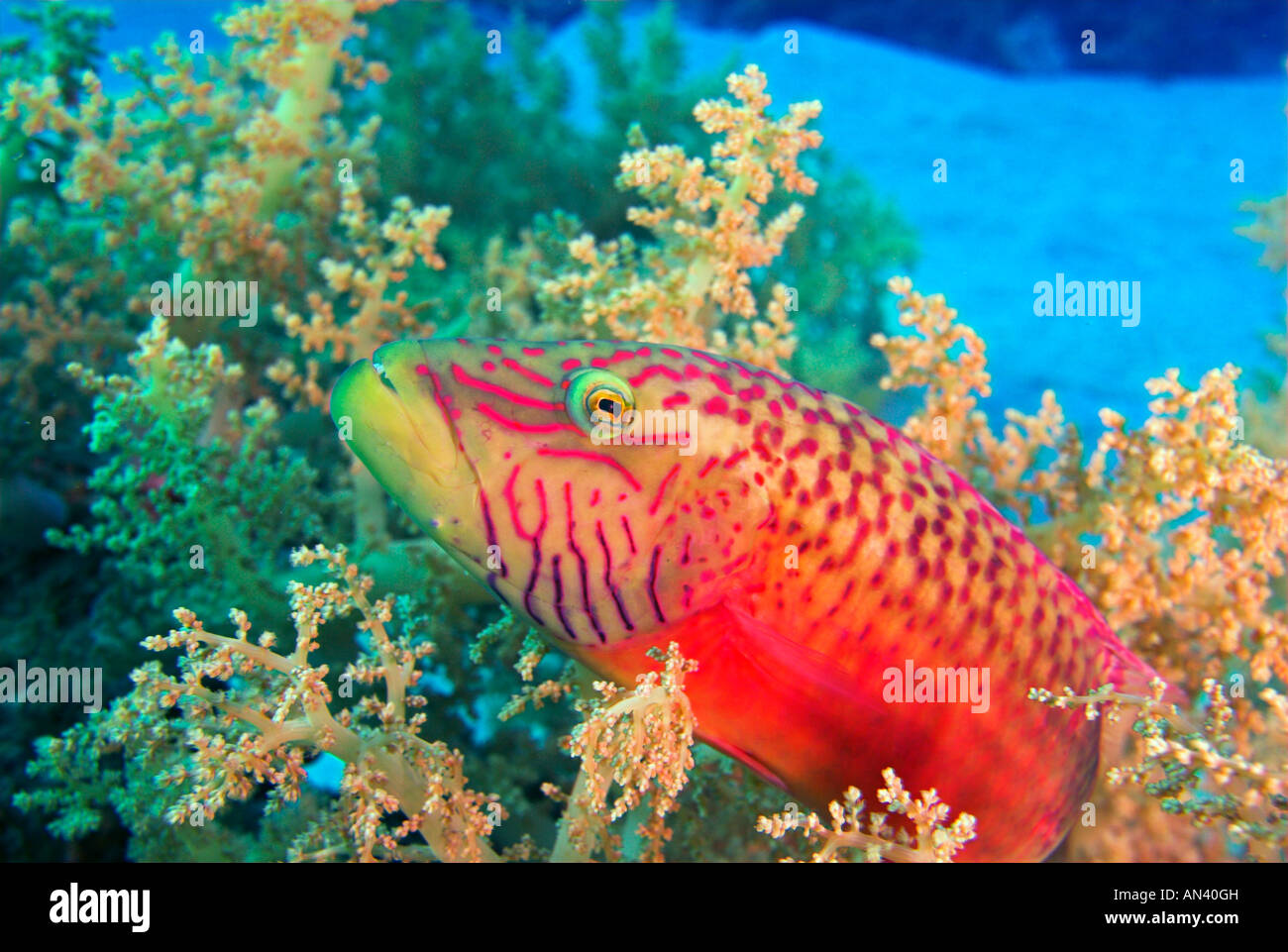 "Cheeklined wrasse" Oxycheilinus digramma fish in "broccoli soft coral" Red Sea Stock Photo