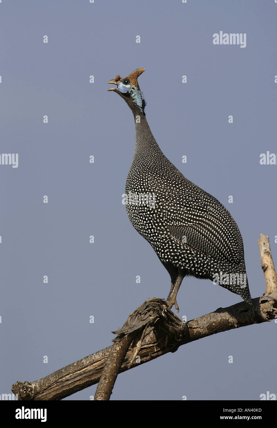 Helmeted Guinea Fowl Numida meleagris Adult calling from perch Samburu Kenya Stock Photo