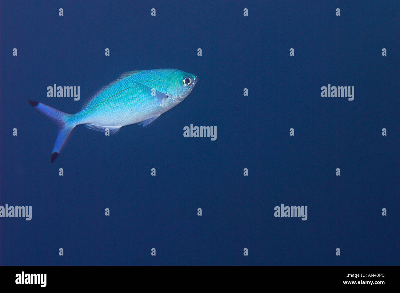 Lunar fusilier fish Caesio lunaris Stock Photo