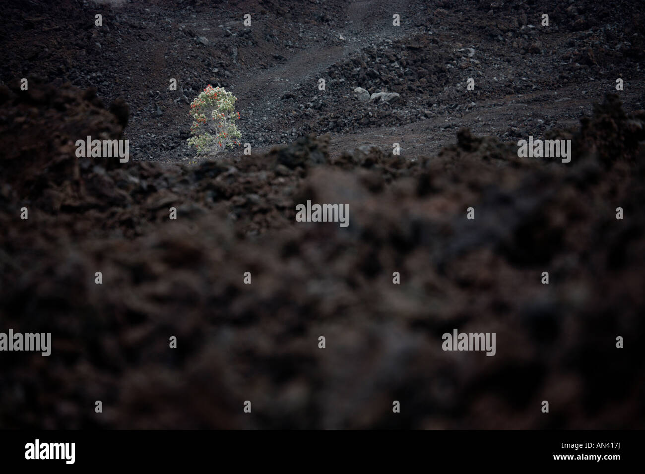 Flowering tree growing in a lava field Stock Photo - Alamy